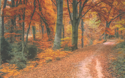 Grounding & Tree Hugging for Good Health & Wellbeing